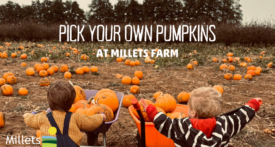 millets farm pick your own pumpkin, millets pumpkin patch